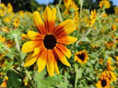 -海心沙亚运公园