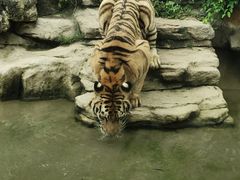 -深圳野生动物园