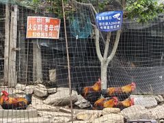 -大岭沟猕猴桃谷风景区