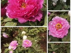 -国家植物园