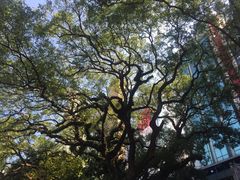 -九龙公园
