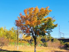 -永定河休闲森林公园