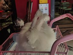 -猫色咖啡·猫咖