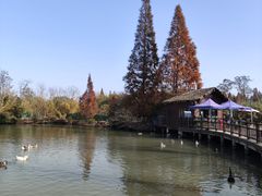 -溱湖国家湿地公园