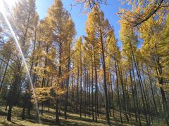 -塞罕坝国家级自然保护区