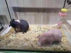 -Moni星球萌宠·小马宝莉·灵蛇·高端高阶全萌宠互动体验俱乐部(红豆国际广场店)