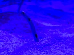 -芜湖新华联大白鲸海洋公园