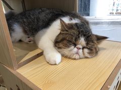 -瞄一喵猫咖(格力海岸店)