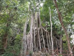 -野象谷景区