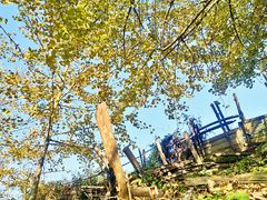 -南雄冯屋银杏山庄