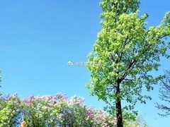-群力丁香公园