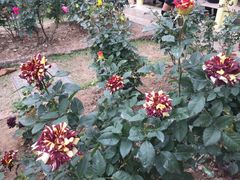 -人民公园(罗湖区)