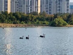 -五缘湾湿地公园
