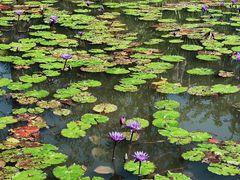 -中国科学院西双版纳热带植物园