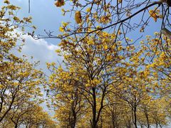 -露天矿生态公园