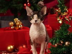 -70cat德文卷毛猫·缅因猫纯种猫舍