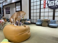 -逗柴咖啡屋·狗咖猫咖宠物桌游