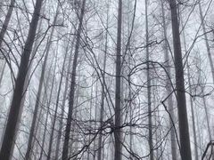 -山王坪喀斯特国家生态公园