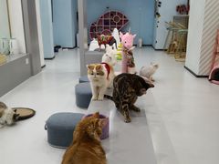 -糯米喵星人·撸猫猫舍咖啡馆(西市场嘉华店)