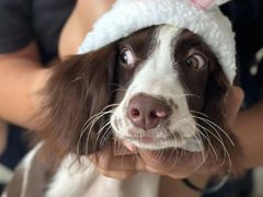 -宠颐生动物医院·猫科·心脏科(海口分院)