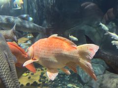 -上海海洋水族馆