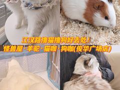 -怪兽屋·羊驼·猫咖·狗咖(俊华广场店)