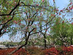 -苏堤停车场