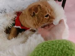 -1013 PET SHOP精品宠物商店(丁香店)