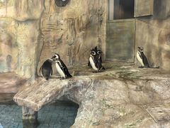 -上海野生动物园