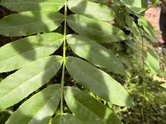 -上海佘山国家森林公园天马山园