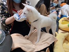 -逗柴咖啡屋·狗咖猫咖宠物桌游