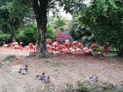 -广州长隆飞鸟乐园