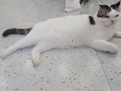 -喵园·猫主题咖啡厅·撸猫·猫咖(国贸店)