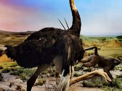 -国家自然博物馆