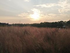 -艾溪湖湿地公园