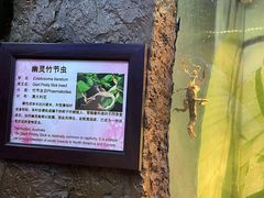 -上海大自然野生昆虫馆(东方明珠·爬宠昆虫探索中心)