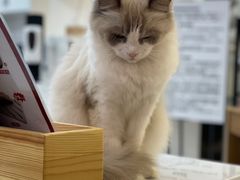 -喵园·猫主题咖啡厅·撸猫·猫咖(国贸店)