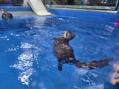 -太平洋海底世界