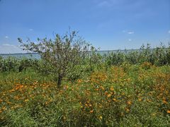 -七的湖·晚芳亭·阳澄湖农家菜·大闸蟹(莲花岛店)