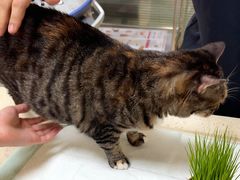 -动物缘宠物医院·骨科·猫科(西二环店)