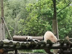 -都江堰中华大熊猫苑