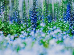 -上海辰山植物园