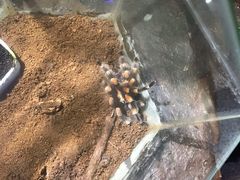 -上海大自然野生昆虫馆(东方明珠·爬宠昆虫探索中心)