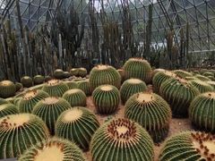 -深圳仙湖植物园