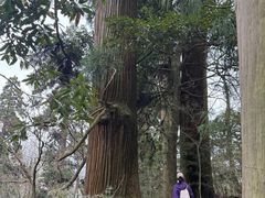 -天目山大树王景区