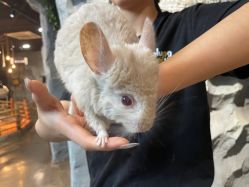 -Zoolung Zoolung动物主题公园(海信广场店)