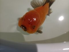 -朝来春花卉市场