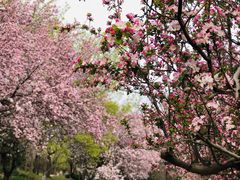 -海棠花溪(元大都城垣遗址公园)