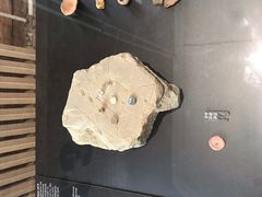 -阿尔谢尼耶夫远东历史博物馆(阿尔谢尼耶夫滨海区店)