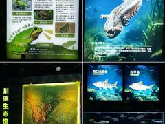 -海合安成都极地海洋公园